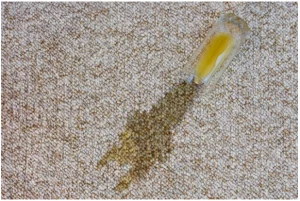 Carpet Cleaning Specialist in Sydney